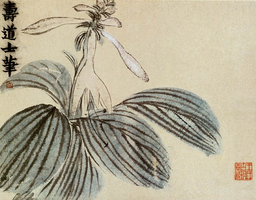 [清] 金农《花卉册六开》